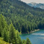 10 Facts About Lake of the Woods trees-4511721_1920